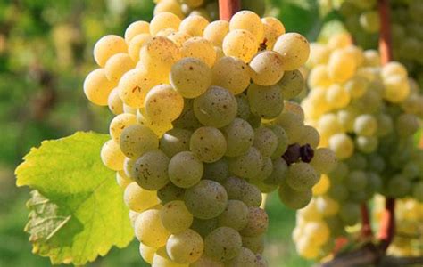 麝香葡萄是一种具有特殊芳香的葡萄品种，号称葡萄中的“香水”|葡萄|麝香|品种_新浪新闻