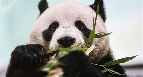 太萌了！美国孟菲斯动物园大熊猫津津有味啃竹子