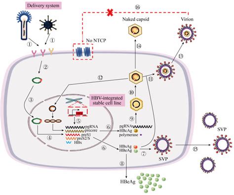 乙型肝炎病毒体外感染和复制的细胞模型