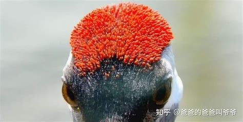 武侠小说中的鹤顶红剧毒无比，它就是丹顶鹤头顶的那一块儿红色吗