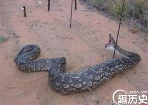 世界上最大的蛇，中国发现长达55米巨蛇_美妇网