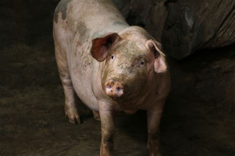 中国本土猪品种大全 - 惠农网
