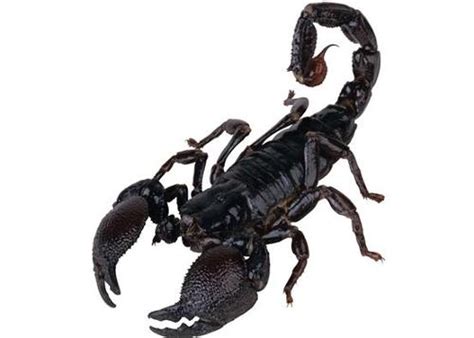 【蝎子养殖技术】蝎子蜕皮时的征兆，蝎子什么时候蜕皮_蝎子养殖网