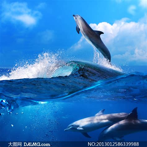 非主流头像海豚