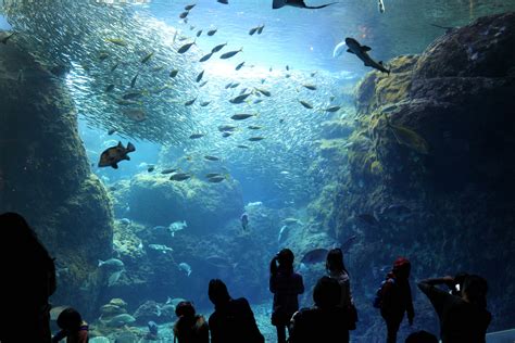2021新江之岛水族馆-旅游攻略-门票-地址-问答-游记点评，藤泽市旅游旅游景点推荐-去哪儿攻略