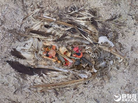 恐怖！海鸟误食塑料死亡 尸体腐烂之后惊人一幕-海鸟,塑料,死亡,腐烂-驱动之家