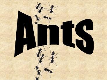 PPT - Ants PowerPoint Presentation - ID:2516520