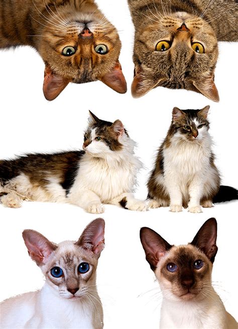 猫咪品种大全，有了它你会更懂猫！|猫_新浪新闻