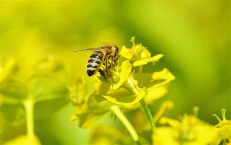 蜂毒的作用有哪些？虽然价格远超黄金，但提取蜂毒则极为不易！