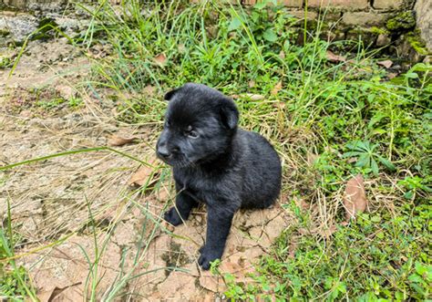 可爱的黑白狗狗摄影图片免费下载_红动中国
