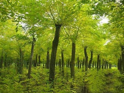 五种树木，经济价值高，适合农村种植改善经济条件