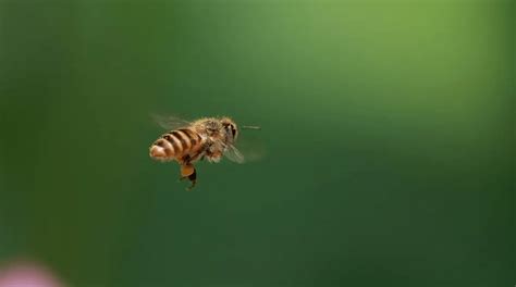 为什么总有蜜蜂围着你飞舞？其实蜜蜂的行为，都是别有用意_进行_侦查_工蜂