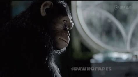 猩球崛起3: 本跟人类和睦相处的猿，失去至亲后开启暴走。