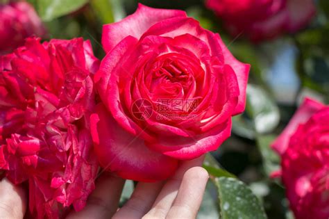 近距离观察粉红玫瑰花和蕾与小蓝花的高清图片下载-正版图片502559746-摄图网