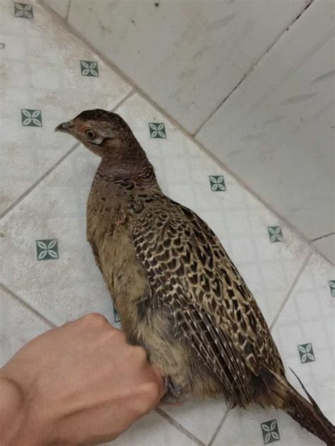 吹风蛇图片