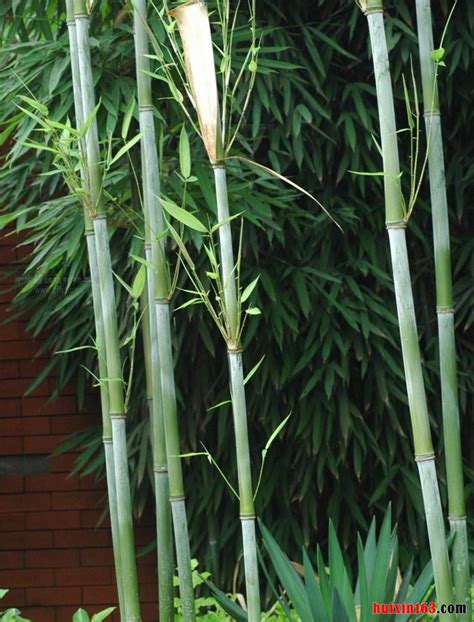 竹子有哪些常见的品种 - 知百科