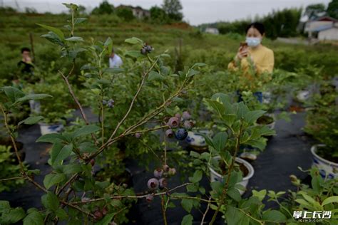 长沙最大蓝莓基地开摘！千亩荒山变“金山”，蓝莓产业年收入超千万元-望城区-长沙晚报网