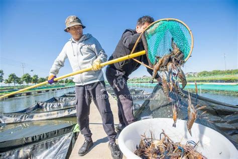 浙江湖州：沼虾迎丰收-人民图片网
