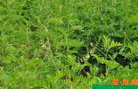 黄芪种植技术与栽培管理 - 种植 - 网站新闻 - 陇萃源