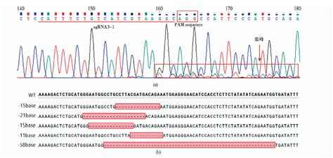 割手密萜烯合成酶(TPS)基因家族分析及其在生物胁迫下的表达分析