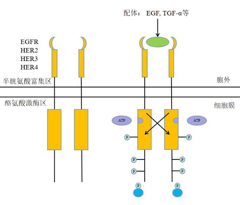 经典肿瘤靶点蛋白——表皮生长因子受体EGFR