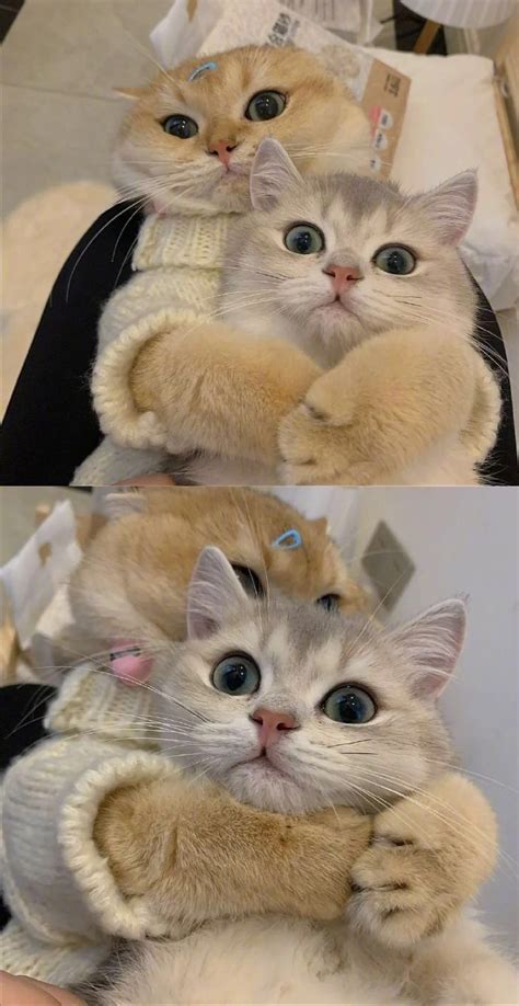 可爱甜美女生头像小猫咪