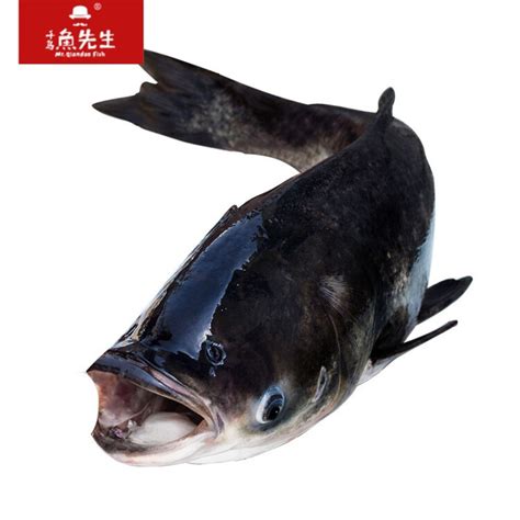 黑龙江长年收麦穗鱼，大量收麦穗鱼，***收购麦穗鱼
