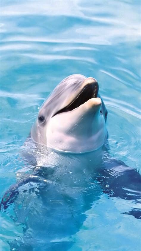 研究揭示广西三娘湾及其毗邻海域中华白海豚正经历快速种群衰退----深海科学与工程研究所