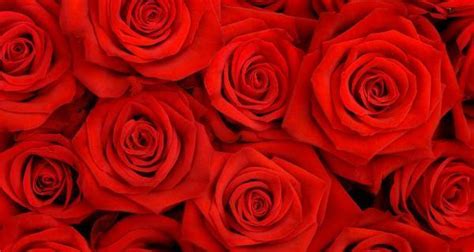 红玫瑰的含义与传说（深入了解红玫瑰的文化内涵与神话传说）_花植网