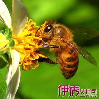 蜜蜂的哺育行为！_幼虫