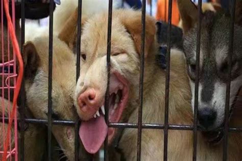玉林狗肉节：一场杀狗与救狗的角力_手机凤凰网