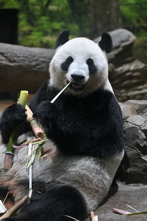 东京上野动物园熊猫宝宝征名32万选1，现已进入8强赛
