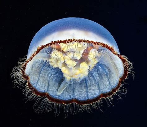 在大海里飘浮的水母高清图片下载-正版图片600105578-摄图网