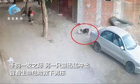 女子与邻居翻垃圾桶解救四只被扔的小猫：每个生命都值得被善待_凤凰网视频_凤凰网