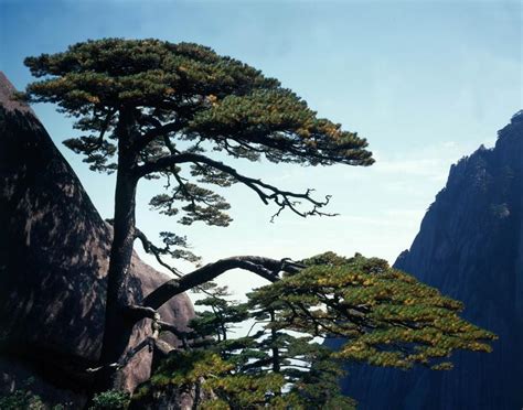 古老松树图片大全,最美松树图片,一棵傲然青松图片大全_大山谷图库