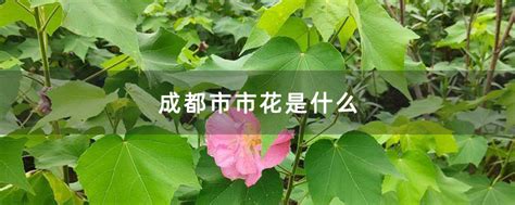 成都的花是哪个,名字,木芙蓉_大山谷图库