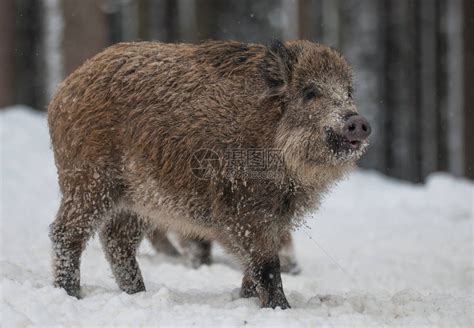 野猪穿过冬季森林高清图片下载-正版图片503415113-摄图网