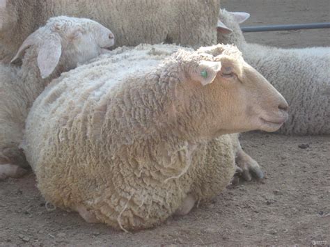 论优质羊品种选择的重要性