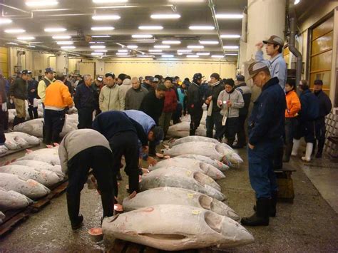 悉尼鱼市场，澳洲唯一、南半球最大的海鲜交易市场，让吃货惊叫
