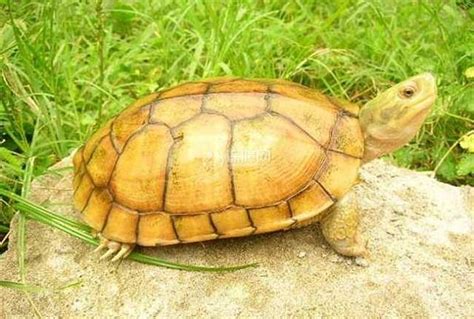 生活小常识：金钱龟和石金钱龟的区别 - 装修保障网