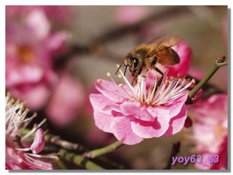 蜜蜂与梅花-中关村在线摄影论坛