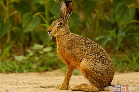 兔子哺乳动物百科图片_品种大全_饲养繁殖_雌雄鉴别_Sbike