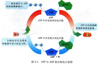 3 ） ATP 水解生成腺嘌呤核苷二磷酸 ADP 和无机磷酸（ Pi ），同时释放出能量。