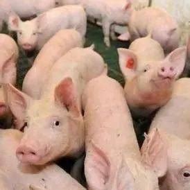 2022年猪价预测：将会有两个“意想不到”，养猪户要早做准备！_养殖_生猪_农村