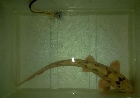 南安一渔民钓到稀罕金黄色狗鲨 身长70cm重达两斤多-闽南网