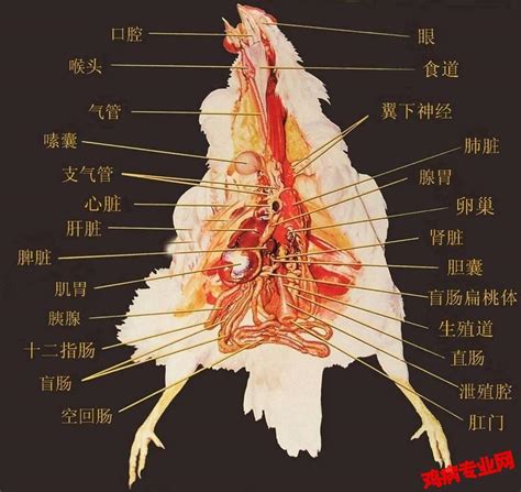 求一份 肉食鸡解剖内脏图谱 详细一点清晰一点的 - 兽医交流/实战/药理区 鸡病专业网论坛
