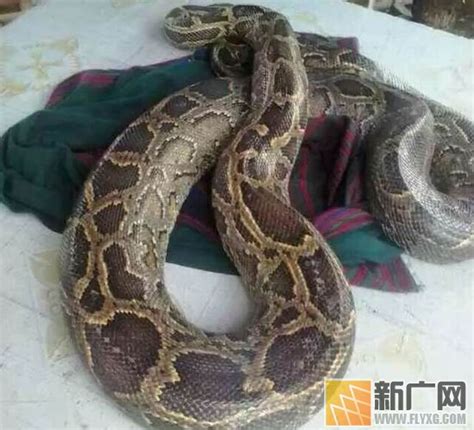 中国最近挖出的大蛇