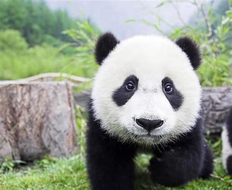 你敢想象“熊猫肉”是什么味道吗？古代人有吃过熊猫肉吗？