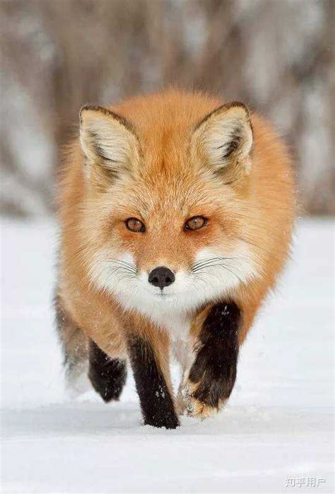 狐狸的特点有哪些性格特征