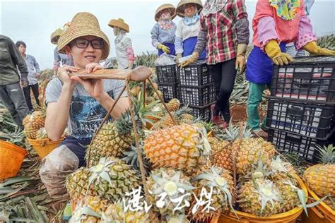 3月1日起，海关总署通知暂停进口台湾菠萝 - 知乎